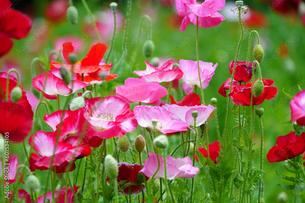 Fototapeta premium red poppies in the field