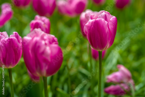 bl  hende Tulpen - Keukenhof Holland