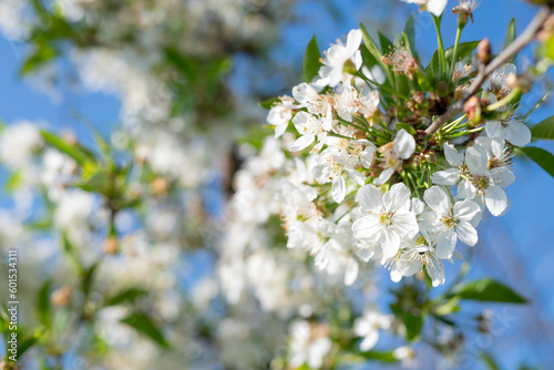 Blurred image of cherry blossoms against the blue sky.