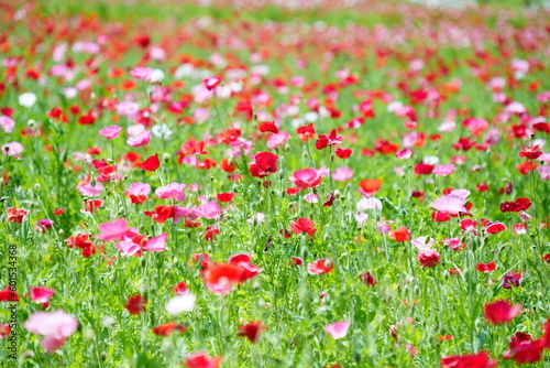 field of red poppies © Atsuya suzuki