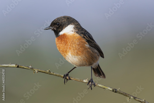 European stonechat - Saxicola rubicola male perched with colorful background. Photo from nearby Baltimore in Ireland.