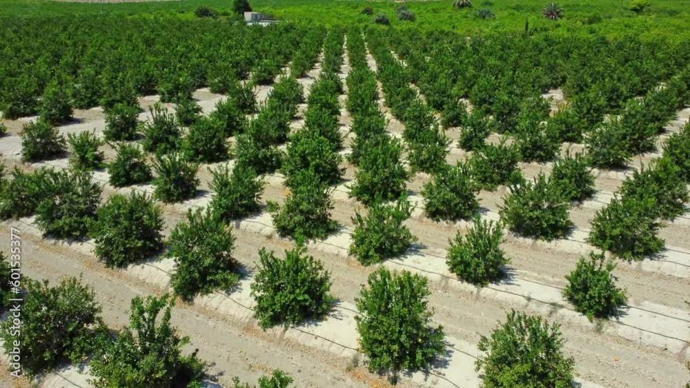 Citrus orchard growing in rows. Agriculture concept. Passage between rows of trees in a Lemon tree grove farming in Spain, Valencia. Video 4K.