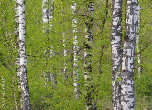 Fototapeta Naklejka Na Ścianę i Meble -  Baumrinde - Birken leuchten im Wald	