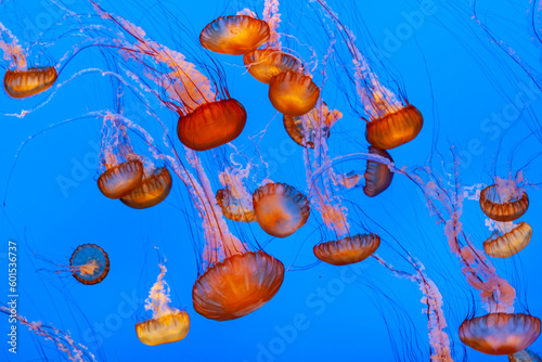 jelly fish in the blue sea