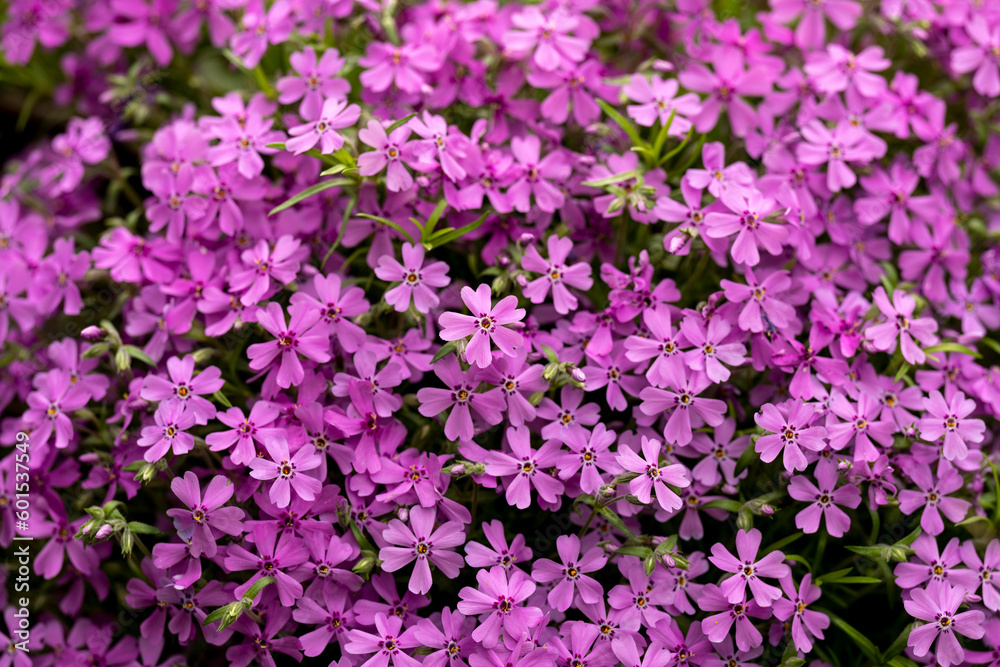 Beautiful purple flowers planted in a pot. Beautiful purple flowers planted in a pot.