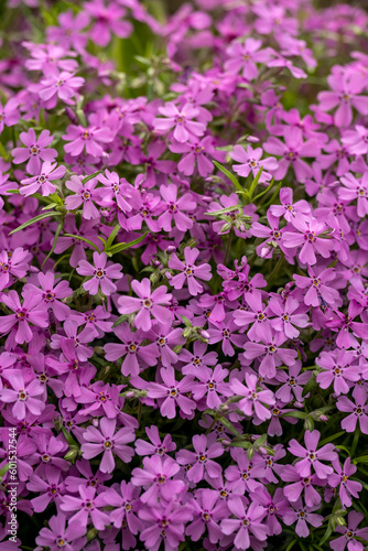 Beautiful purple flowers planted in a pot. © Bojan