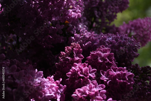 Bouquet of purple lilacs on a cloudy day
