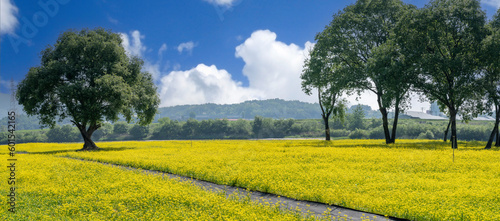 Fototapeta Naklejka Na Ścianę i Meble -  A beautiful field with yellow canola flowers blooming between large willow trees