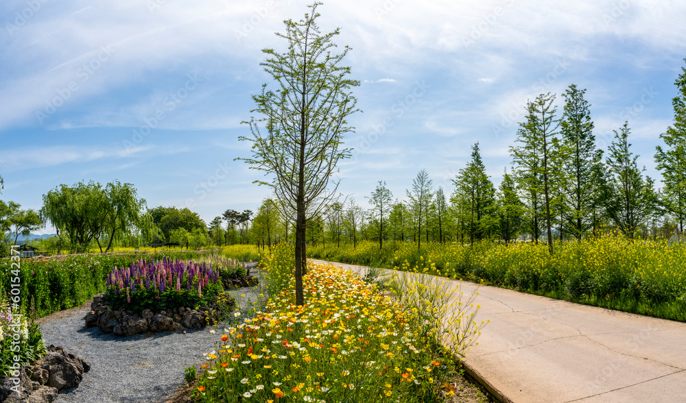 Obraz premium Riverside scenery with yellow rapeseed flowers in full bloom among tall trees