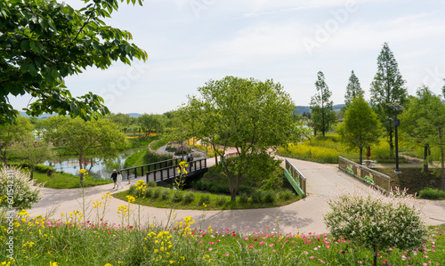 Riverside scenery with yellow rapeseed flowers in full bloom among tall trees