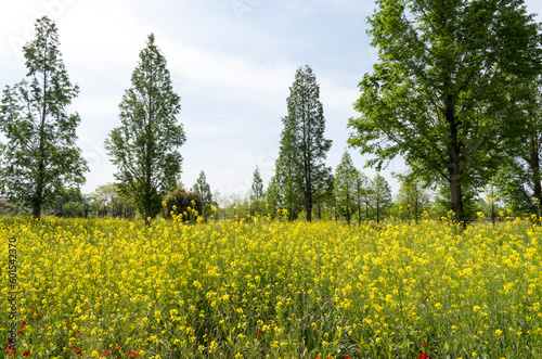 Riverside scenery with yellow rapeseed flowers in full bloom among tall trees