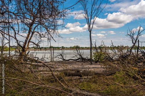 Ashes and burnt trees on the river bank of the Columbia River in Kennewick area