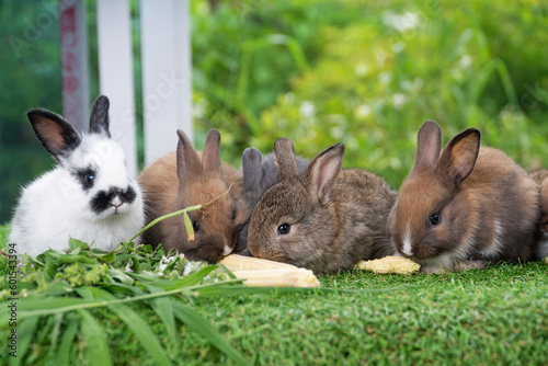 Group of adorable rabbit furry bunny hungry eating organic fresh baby corn sitting together green grass over bokeh nature background. Family baby rabbit brown bunny eating baby corn. Easter animal pet photo