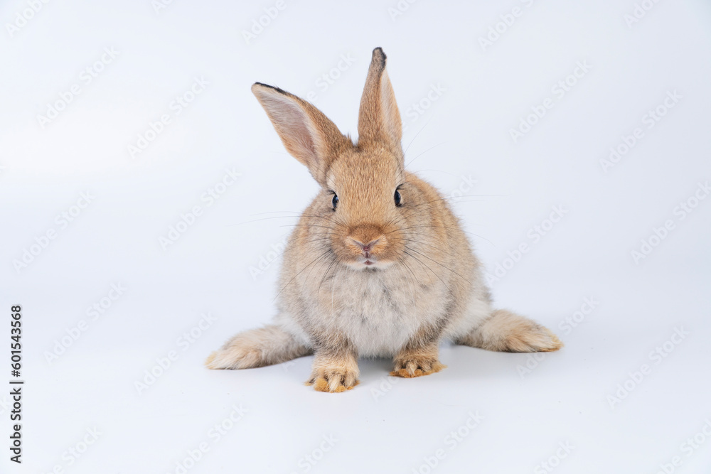 Obraz premium Adorable newborn baby rabbit bunnies brown looking at something sitting over isolated white background. Puppy lovely furry brown bunny ears rabbit playful with copy space. Easter bunny animal concept.