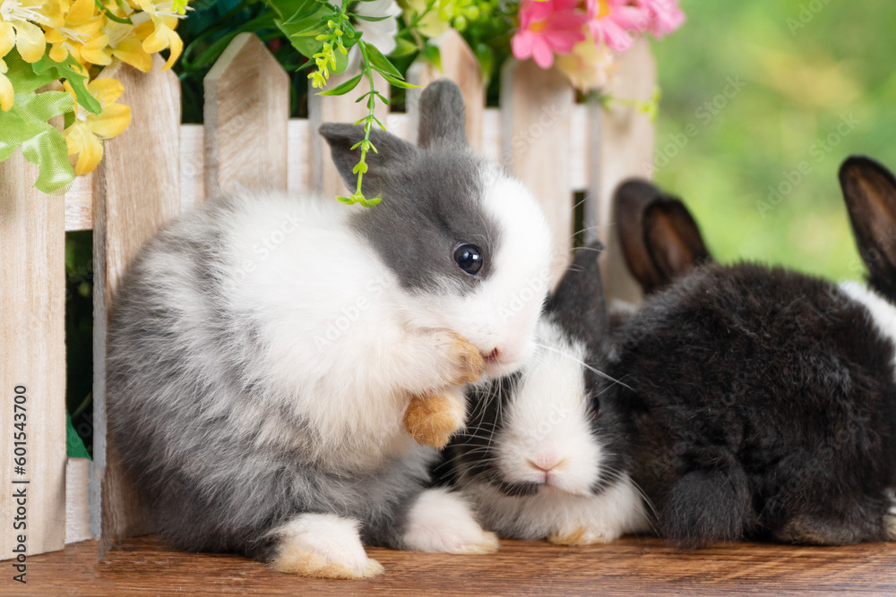 Obraz premium Lovely rabbit ears bunny cleaning leg paw on green grass with flowers over spring time nature background. Little baby rabbit white grey bunny curiosity clean paw sitting on meadow summer background.
