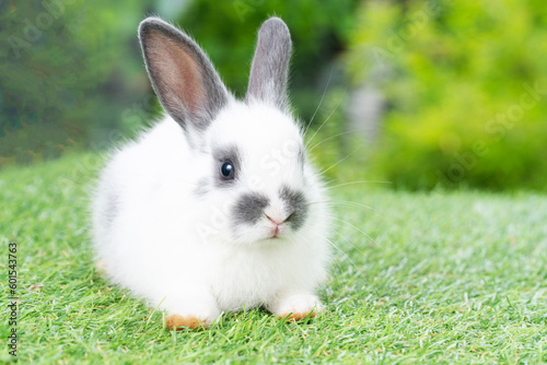 Fluffy rabbit easter bunny sitting green grass over spring summer background. Infant dwarf bunny black white rabbit playful on lawn with white background. Cute animal furry pet concept.