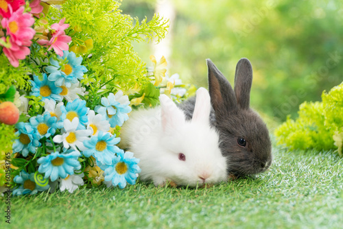 Two adorable fluffy baby bunny rabbit sitting playful together on green grass flowers over bokeh nature background. Furry cute new born family rabbit furry bunny playful outdoor. Easter animal concept