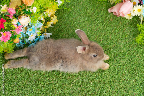 Lovely rabbit ears bunny lying down relax on green grass with flowers over spring time nature background. Little baby rabbit brown bunny curiosity sitting playful on meadow summer background. Easter