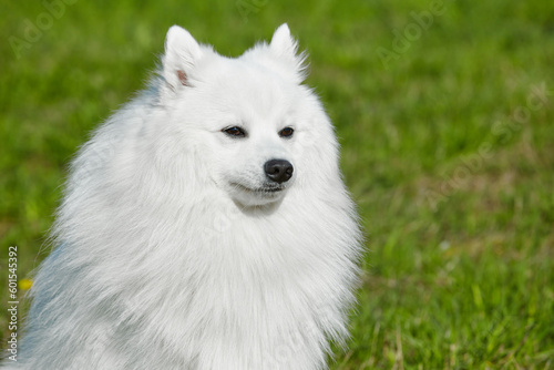purebred white japanese spitz in spring against a background of grass. portrait of a young playful dog