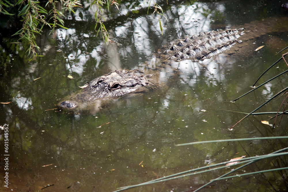 the alligator is waiting in the water for prey to pass by the alligator is waiting in the water for prey to pass by