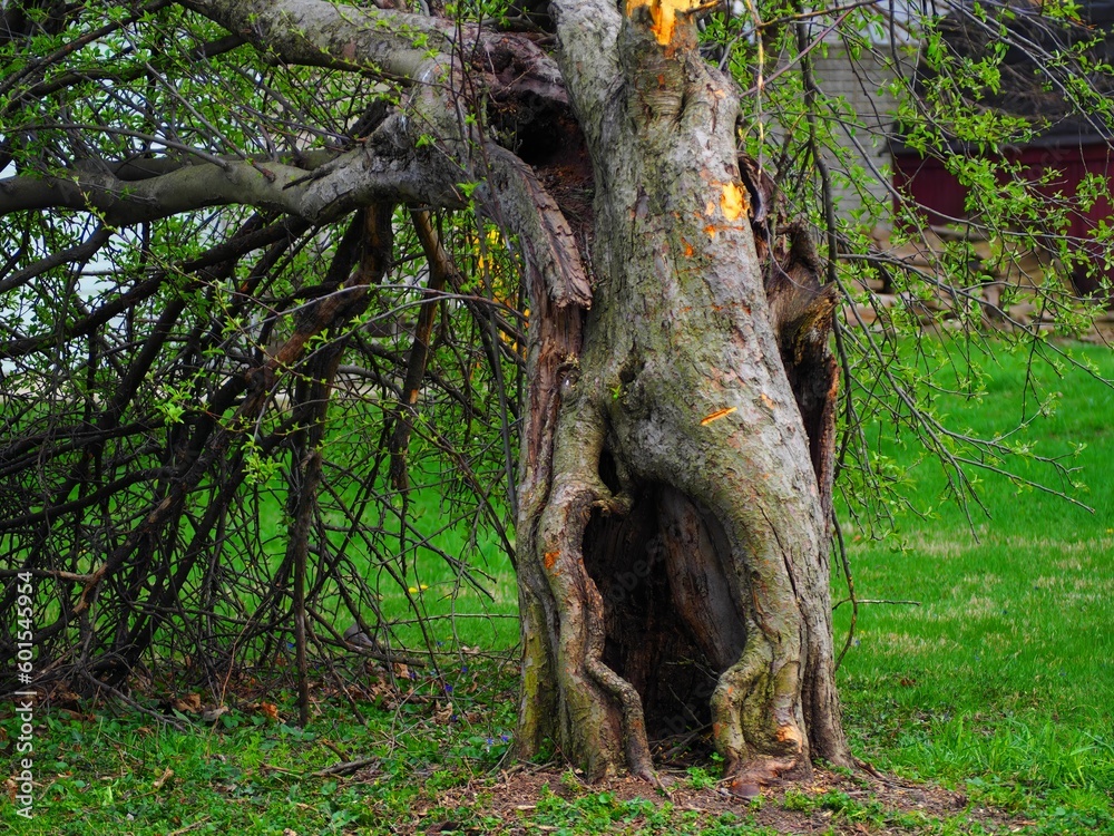 Falling Apple Tree with Hollow Tree Trunk in Spring Time