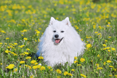 purebred white japanese spitz in spring against a background of grass. portrait of a young playful dog