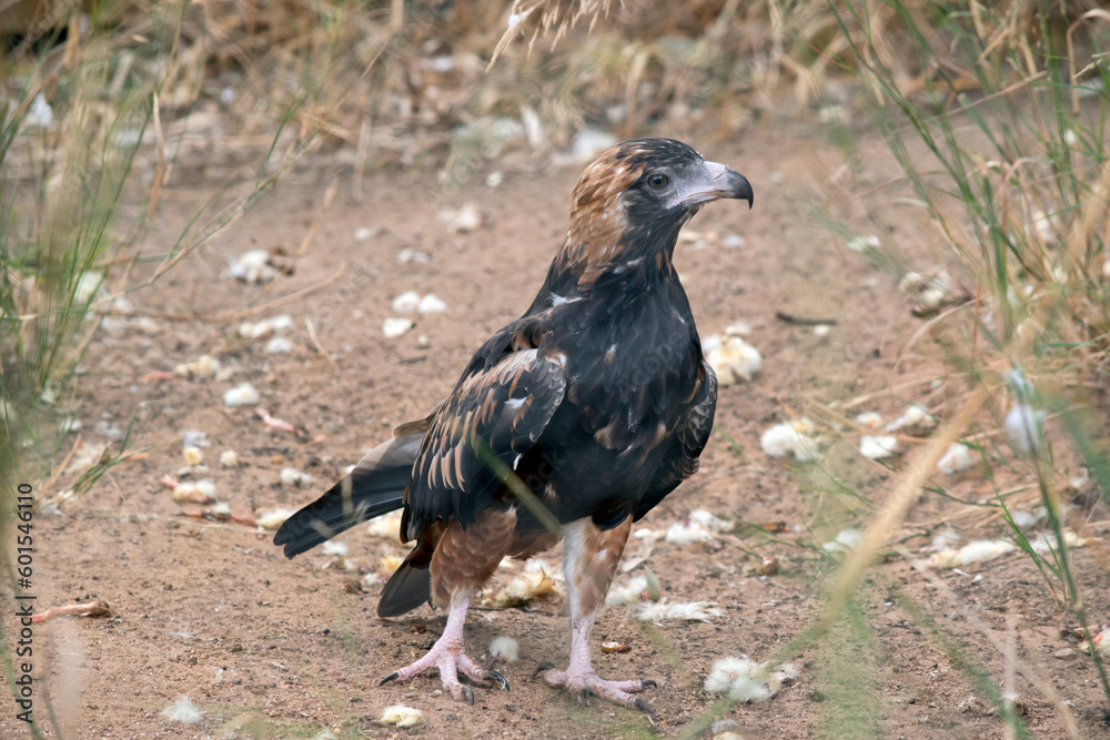 the black breasted buzzard just ate a chick you can see the left over feathers the black breasted buzzard just ate a chick you can see the left over feathers
