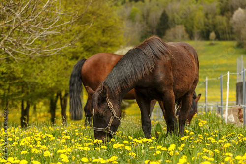 Portrait of a young noriker coldblood draft horse on a pasture in spring outdoors © Annabell Gsödl