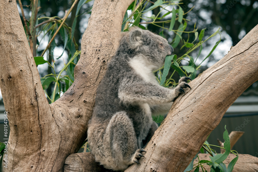 Obraz premium the koala is eating eucalyptus leaves