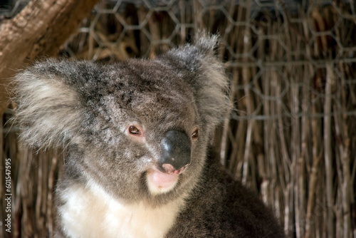 Fototapeta Naklejka Na Ścianę i Meble -  this a close up of a koala