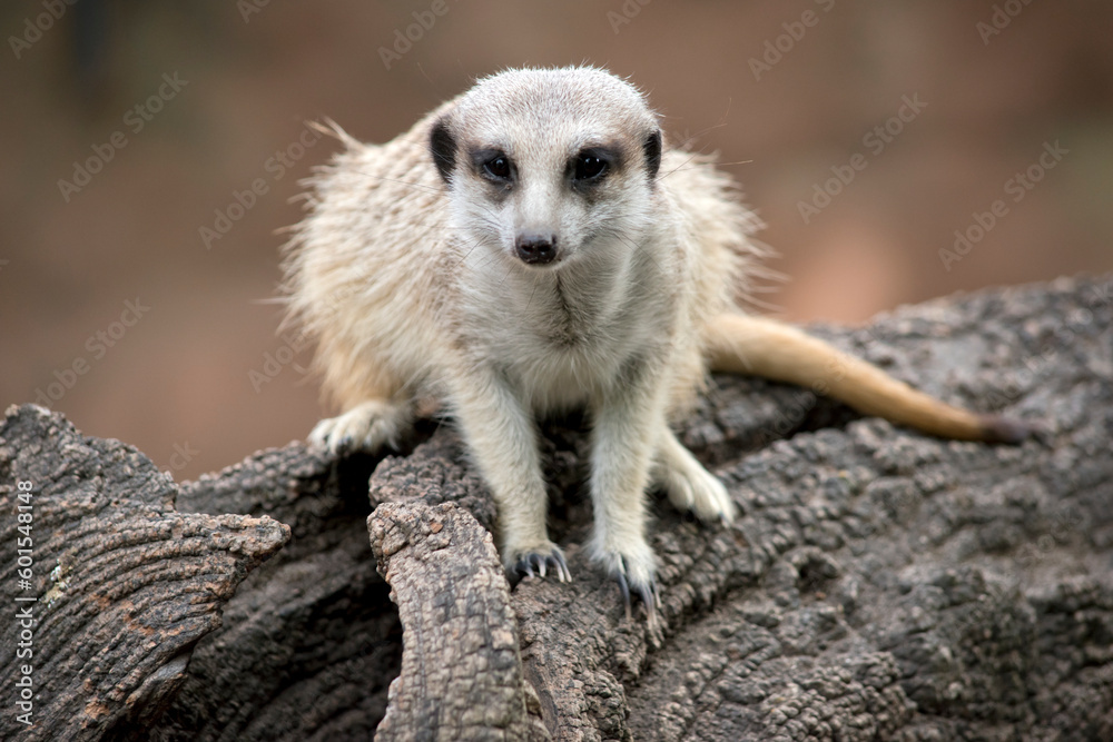 Obraz premium the meerkat is resting on a log