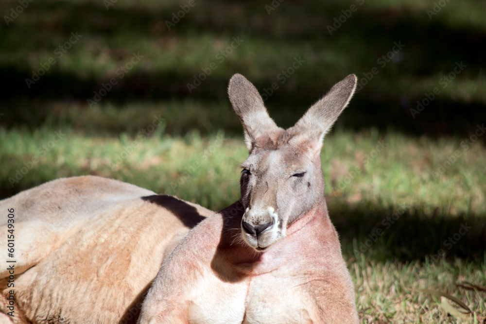 the male red kangaroo is a reddish brown