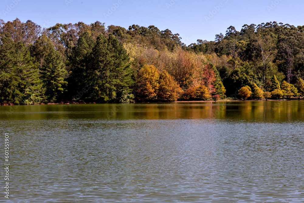 Pine trees with green, yellow and red leaves at the bottom of the lake Pine trees with green, yellow and red leaves at the bottom of the lake