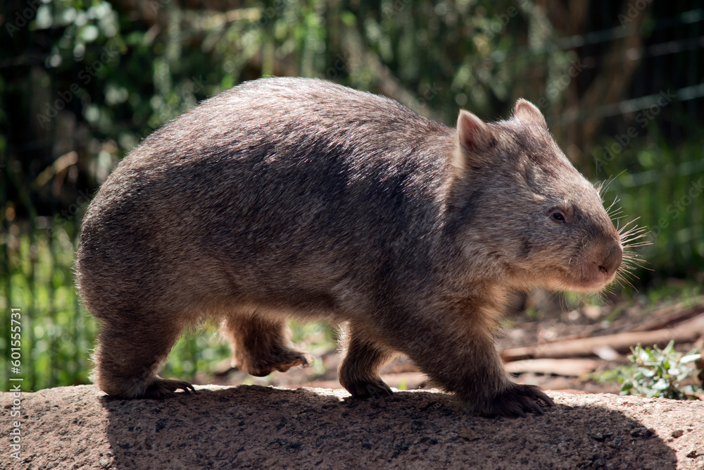 this is the side view of a combat wombat this is the side view of a combat wombat