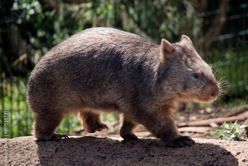 Fototapeta Naklejka Na Ścianę i Meble -  this is the side view of a combat wombat