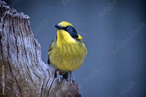 the yellow tufted honeyeater is perched on a dead tree