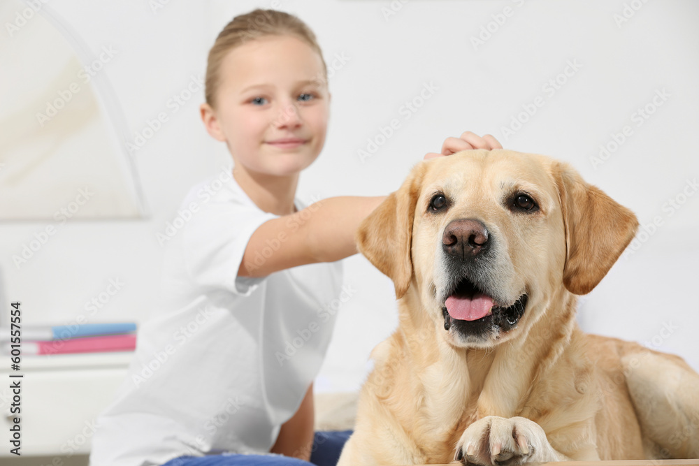 Cute child with her Labrador Retriever at home, focus on pet