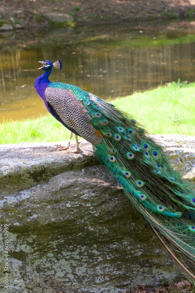 Obraz premium peacock calling in profile standing ona rock with grass and water in the background