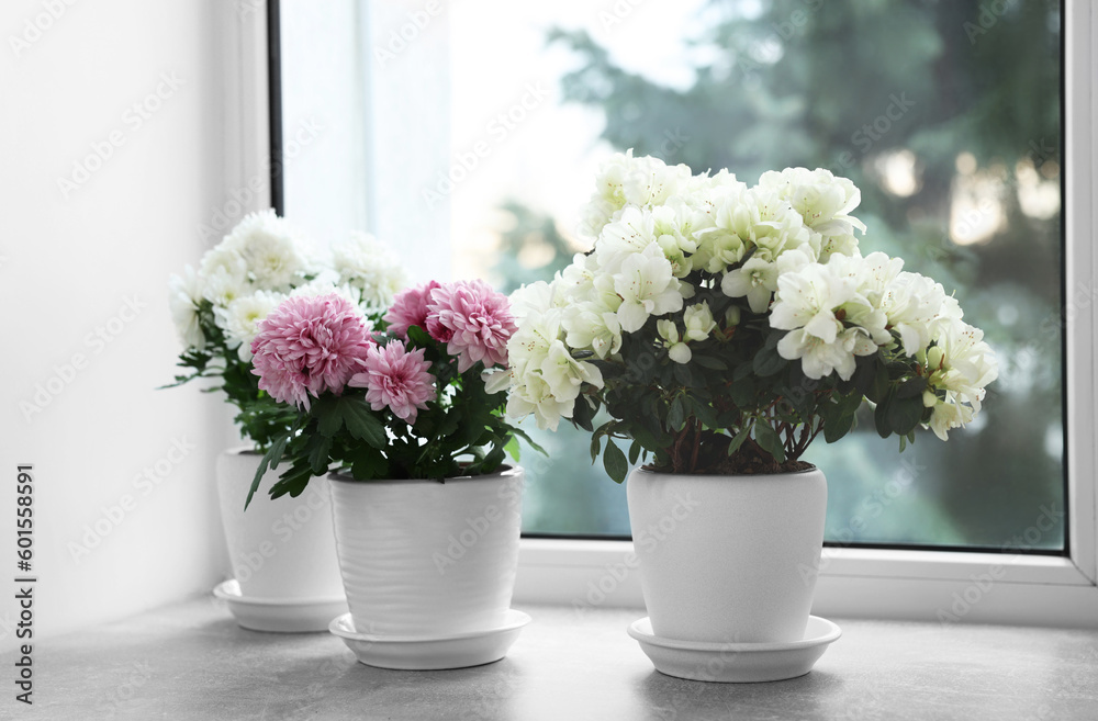 Beautiful chrysanthemum and azalea flowers in pots on windowsill indoors