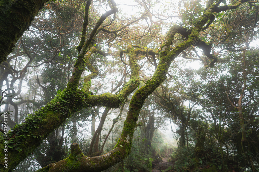 Fototapeta premium tree in the mossy forest