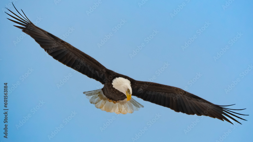 Obraz premium bald eagle in flight