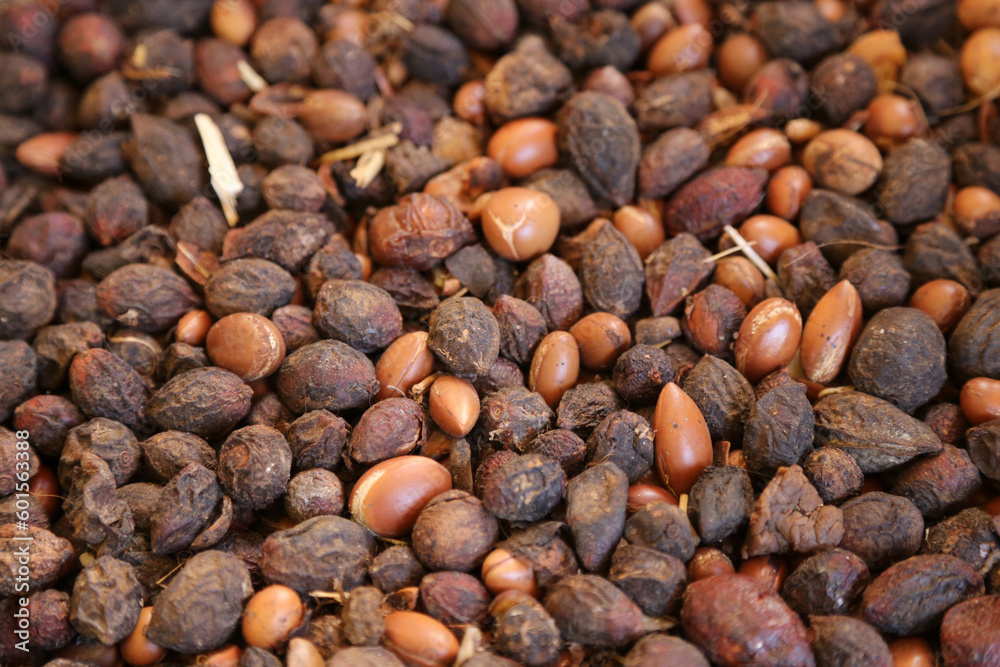 close up of a pile of Argan seeds close up of a pile of Argan seeds