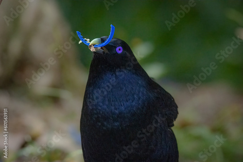 A male Satin Bowerbird with blue plastic in its beak