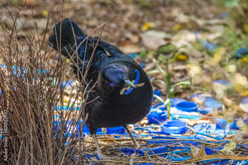 Satin Bowerbird in the midst of its blue ornaments at its bower