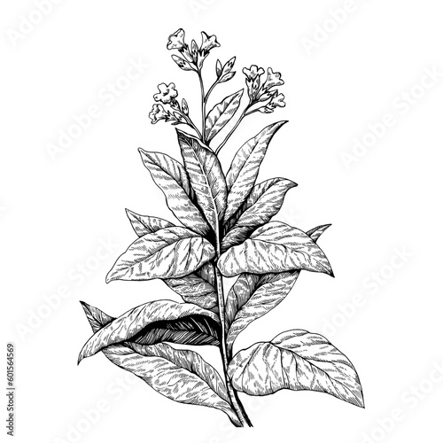 Detailed botanical illustration of Cultivated tobacco, Nicotiana tabacum. Drawing in old retro engraving style. Hand drawn ink sketch.