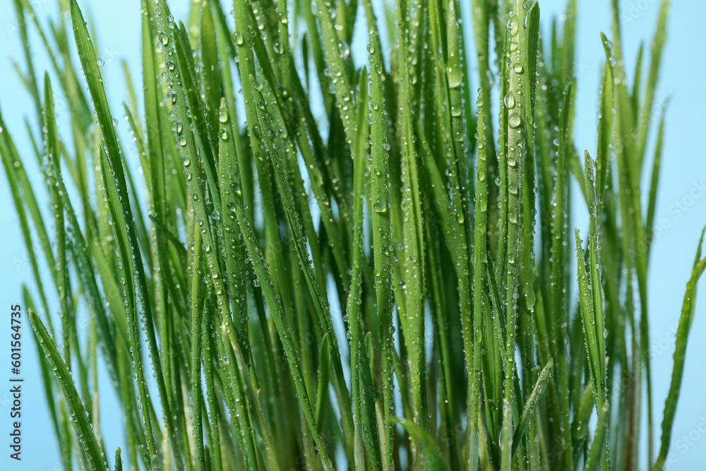 Fresh wheatgrass with water drops on blue background Fresh wheatgrass with water drops on blue background