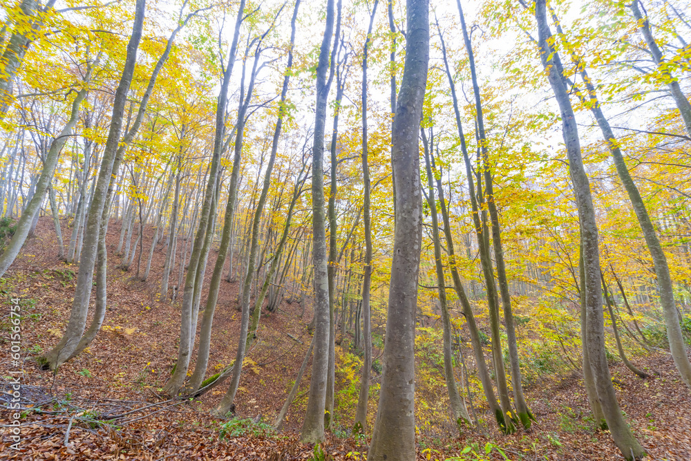 Obraz premium 秋色のブナ林