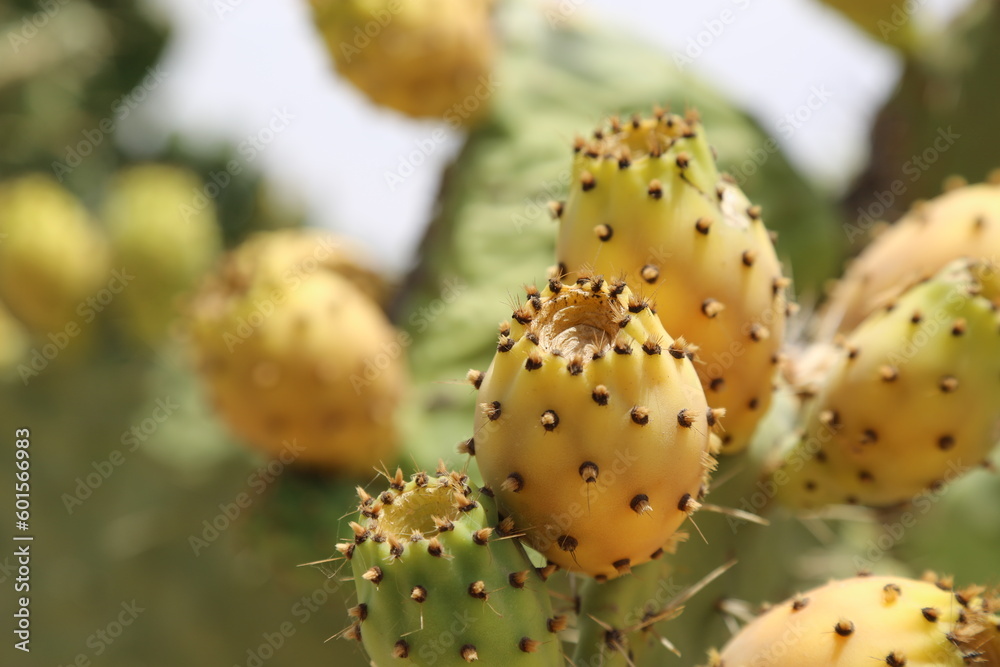 prickly cactus fruit