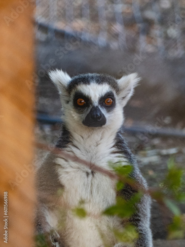 lemur © eduargb