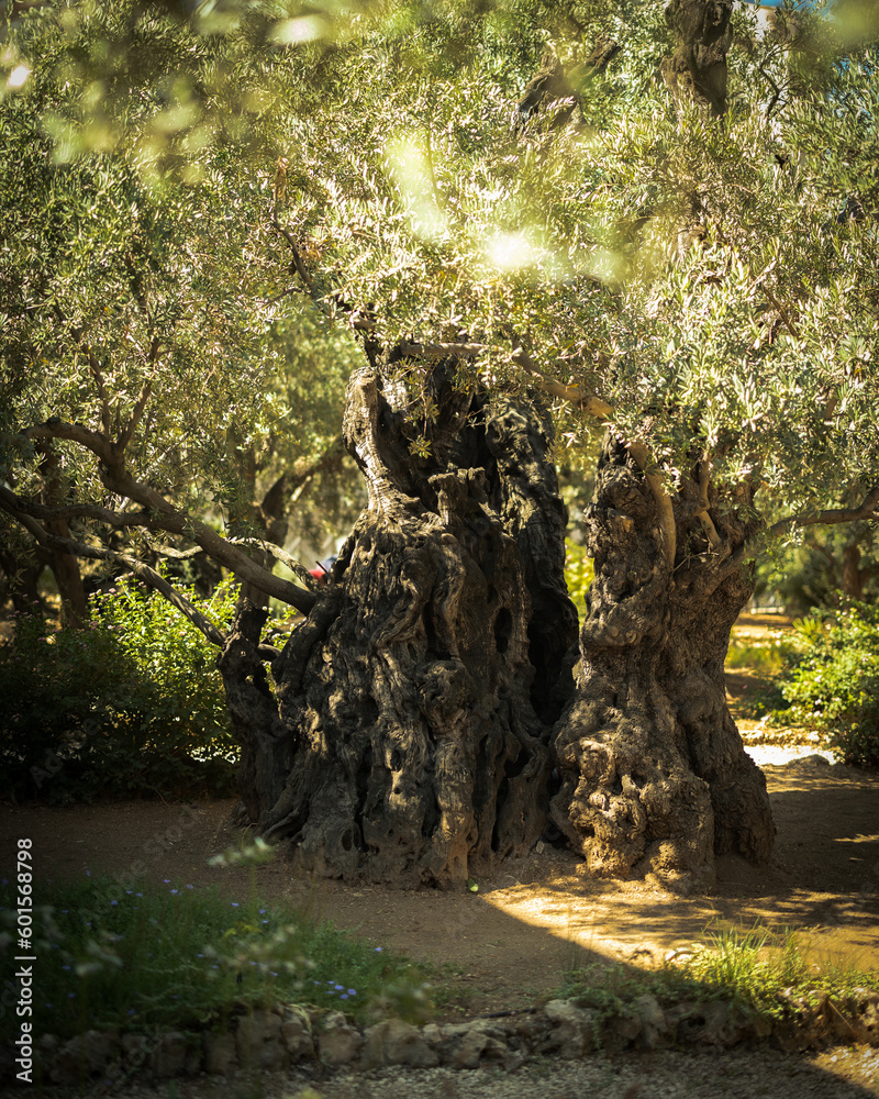 Fototapeta premium tree in the park